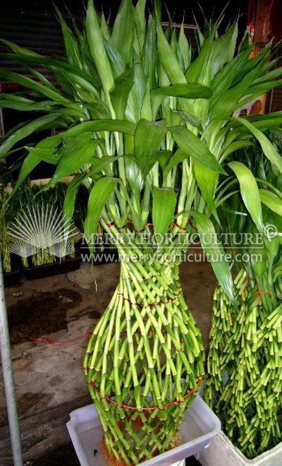 Dracaena sanderiana (Pine apple_